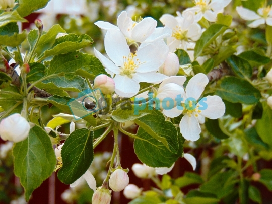 Apple Flower