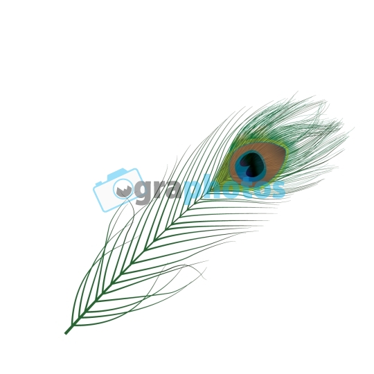 Peacock Feather Vector 