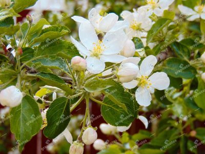 Delicate White Apple Blossoms Blooming in Spring